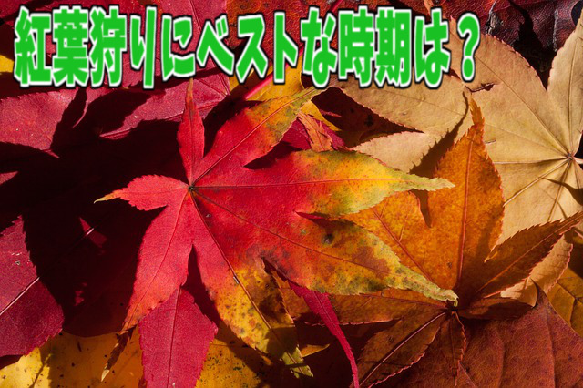 紅葉狩りにベストな時期は？