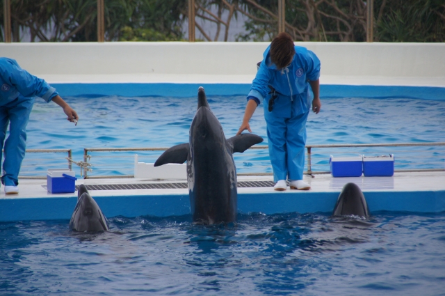 飼育員が芸を教育中